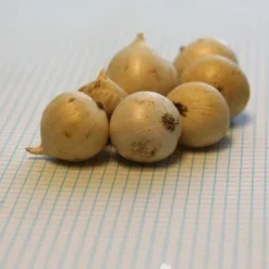 Menu Tickled Pink Collection -US Garden Plants Sales 2024 18853 2