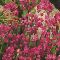 Menu Tickled Pink Collection -US Garden Plants Sales 2024 18853