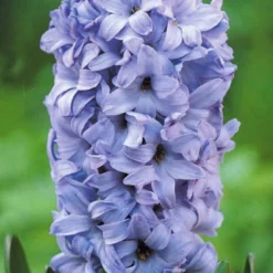 Menu Small Space Red, White And Blue Kit 21 Menu Small Space Red, White And Blue Kit -US Garden Plants Sales 2024 18913