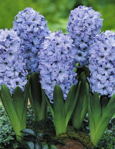 Menu Small Space Red, White And Blue Kit 11 Menu Small Space Red, White And Blue Kit - Image 9