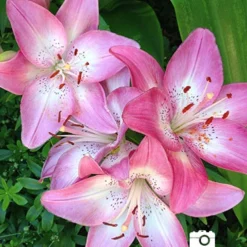 Menu Lollypop Asiatic Lily -US Garden Plants Sales 2024 2018 07 17 lollypop asiatic lilies karen harrison