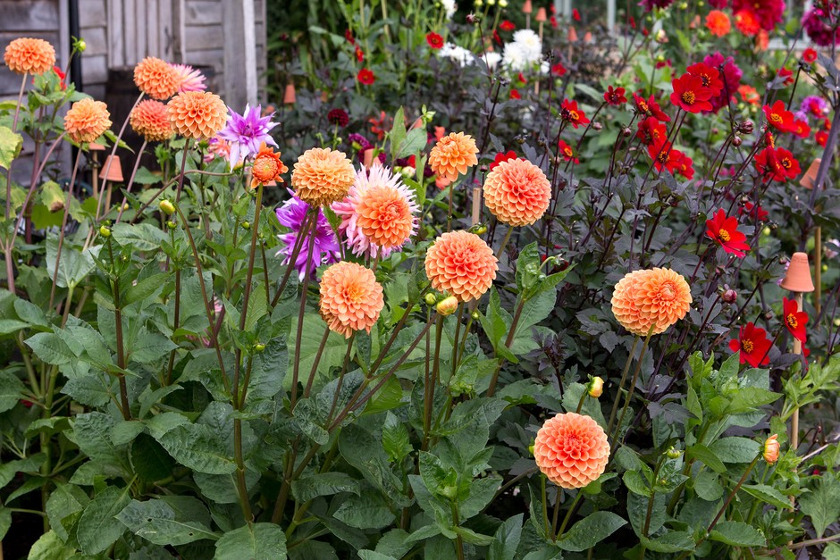 Front Page -US Garden Plants Sales 2024 2048x1365 Orange dahlias LI2920842 1459114