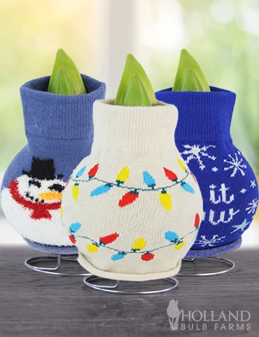 Menu Tis The Season Sweater Amaryllis Collection 4 Menu Tis The Season Sweater Amaryllis Collection - Image 2