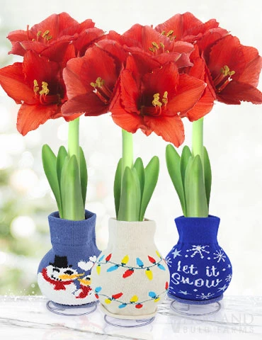 Menu Tis The Season Sweater Amaryllis Collection 3 Menu Tis The Season Sweater Amaryllis Collection