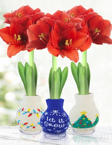 Menu Deck The Halls Sweater Amaryllis Collection 3 Menu Deck The Halls Sweater Amaryllis Collection