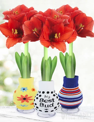 Menu Just For Fun Sweater Amaryllis Collection 3 Menu Just For Fun Sweater Amaryllis Collection