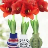 Menu Warm Wishes Sweater Amaryllis Collection -US Garden Plants Sales 2024 370 480 full grown logo 4