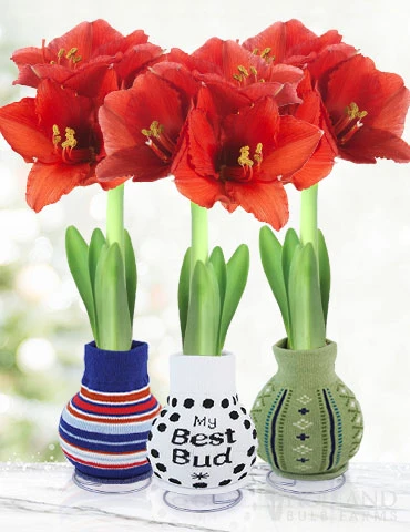 Menu Warm Wishes Sweater Amaryllis Collection -US Garden Plants Sales 2024 370 480 full grown logo 4