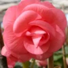 Menu Pink Double Begonia -US Garden Plants Sales 2024 71101 pink double begonia 1