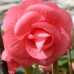 Menu Double Begonia Collection -US Garden Plants Sales 2024 71101 pink double begonia