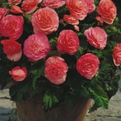 Menu Double Begonia Collection -US Garden Plants Sales 2024 71101 pink double begonia 3