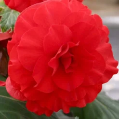 Menu Double Begonia Collection -US Garden Plants Sales 2024 71102 red double begonia 1