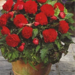 Menu Double Begonia Collection -US Garden Plants Sales 2024 71102 red double begonia 3 1