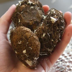 Menu Double Begonia Collection -US Garden Plants Sales 2024 71103 yellow double begonia 2 1