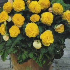Menu Double Begonia Collection -US Garden Plants Sales 2024 71103 yellow double begonia 3 1