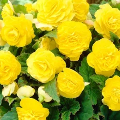 Menu Golden Glory Shade Garden Collection -US Garden Plants Sales 2024 71103 yellow double begonia 4