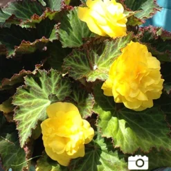 Menu Golden Glory Shade Garden Collection -US Garden Plants Sales 2024 71103 yellow double begonia 5