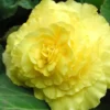 Menu Yellow Double Begonia 1 Menu Yellow Double Begonia -US Garden Plants Sales 2024 71103 yellow double begonia 6