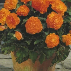 Menu Orange Double Begonia -US Garden Plants Sales 2024 71104 orange double begonia 3