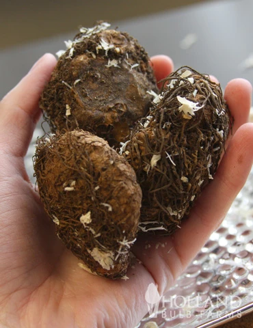 Menu Blazing Scarlet Shade Planter Collection 5 Menu Blazing Scarlet Shade Planter Collection - Image 3