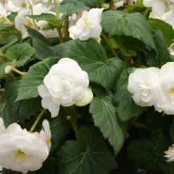 Menu Blazing Scarlet Shade Planter Collection 18 Menu Blazing Scarlet Shade Planter Collection -US Garden Plants Sales 2024 71105 white double begonia 3