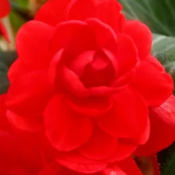Menu Blazing Scarlet Shade Planter Collection 19 Menu Blazing Scarlet Shade Planter Collection -US Garden Plants Sales 2024 71106 scarlet double begonia 1