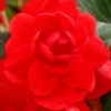 Menu Scarlet Double Begonia 2 Menu Scarlet Double Begonia -US Garden Plants Sales 2024 71106 scarlet double begonia