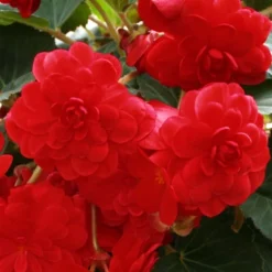 Menu Ferns & Begonias Collection -US Garden Plants Sales 2024 71106 scarlet double begonia 3 2