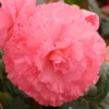 Menu Ruffled Pink Begonia -US Garden Plants Sales 2024 71107 ruffled pink begonia 1