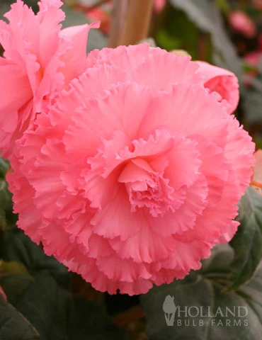 Menu Ruffled Pink Begonia 3 Menu Ruffled Pink Begonia