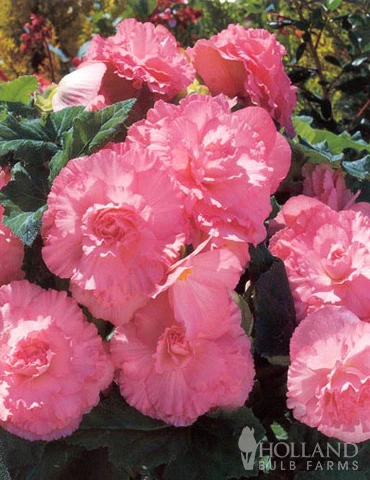 Menu Ruffled Pink Begonia 4 Menu Ruffled Pink Begonia - Image 2