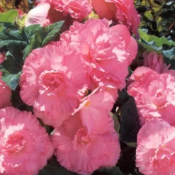 Menu Pretty Pink Porch Begonia Collection -US Garden Plants Sales 2024 71107 ruffled pink begonia 2 3