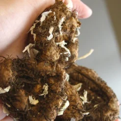 Menu Ruffled Pink Begonia 7 Menu Ruffled Pink Begonia -US Garden Plants Sales 2024 71107 ruffled pink begonia 3 1