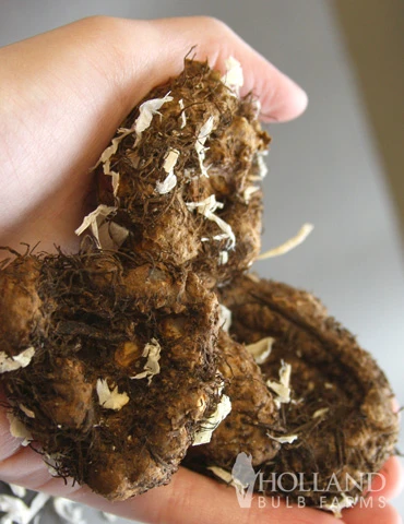 Menu Ruffled Pink Begonia 5 Menu Ruffled Pink Begonia - Image 3