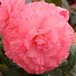 Menu Ruffled Begonia Collection 19 Menu Ruffled Begonia Collection -US Garden Plants Sales 2024 71107 ruffled pink begonia 4