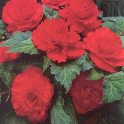 Menu Ruffled Begonia Collection 23 Menu Ruffled Begonia Collection -US Garden Plants Sales 2024 71108 ruffled red begonia 2 1
