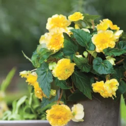 Menu Ruffled Begonia Collection 26 Menu Ruffled Begonia Collection -US Garden Plants Sales 2024 71110 1