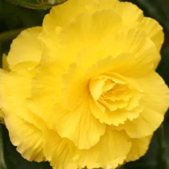 Menu Ruffled Begonia Collection 25 Menu Ruffled Begonia Collection -US Garden Plants Sales 2024 71110 ruffled yellow begonia 1