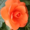 Menu Apricot Roseform Begonia -US Garden Plants Sales 2024 71111 apricot roseform begonia 2 1