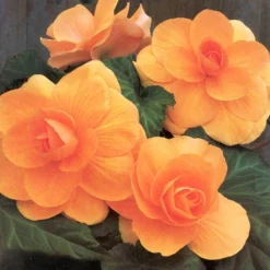 Menu Bridgets Apricot Shade Trio -US Garden Plants Sales 2024 71111 apricot roseform begonia 3 2