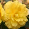 Menu Yellow Hanging Basket Begonias -US Garden Plants Sales 2024 71117 yellow hanging basket begonias