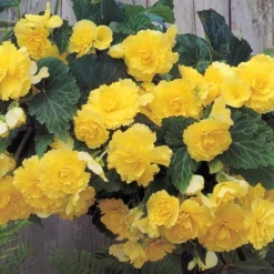 Menu Yellow Hanging Basket Begonias -US Garden Plants Sales 2024 71117 yellow hanging basket begonias 2