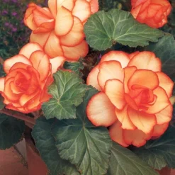 Menu Picotee Begonia Collection -US Garden Plants Sales 2024 71119 apricot and scarlet sunburst picotee begonia 2 1