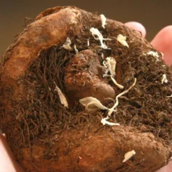 Menu Apricot & Scarlet Sunburst Picotee Begonia -US Garden Plants Sales 2024 71119 apricot and scarlet sunburst picotee begonia 3 2