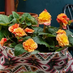 Menu Picotee Begonia Collection -US Garden Plants Sales 2024 71119 apricot scarlet picotee begonia 2 1