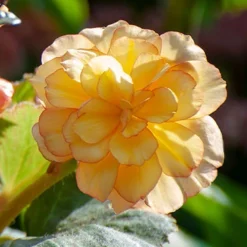 Menu Ferns & Begonias Collection -US Garden Plants Sales 2024 71119 apricot scarlet picotee begonia 4