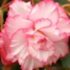 Menu White And Red Picotee Begonia -US Garden Plants Sales 2024 71120 white and red picotee begonia