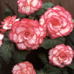 Menu Shady Container Garden Collection -US Garden Plants Sales 2024 71120 white and red picotee begonia 3 3