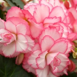 Menu Shady Container Garden Collection -US Garden Plants Sales 2024 71120 white and red picotee begonia 4 3