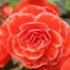 Menu Salmon Lace Picotee Begonia 2 Menu Salmon Lace Picotee Begonia -US Garden Plants Sales 2024 71121 salmon lace picotee begonia 1